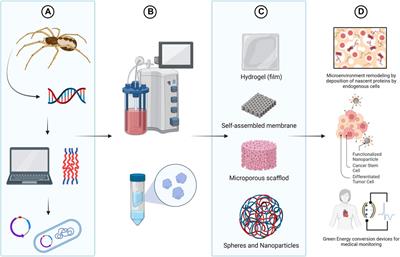 Bioengineering of spider silks for the production of biomedical materials